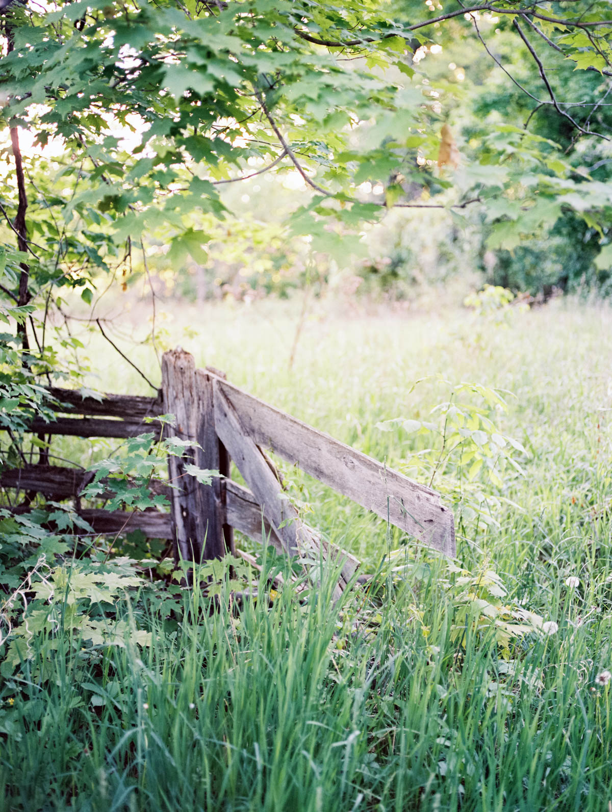 an old fence in tall grass during an engagement photography session at scotsdale farm